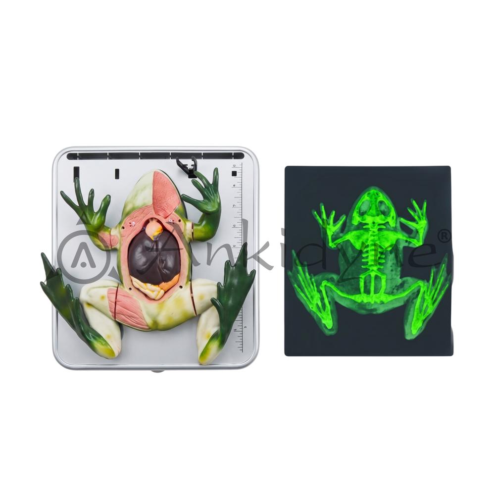 Frog Dissection Model