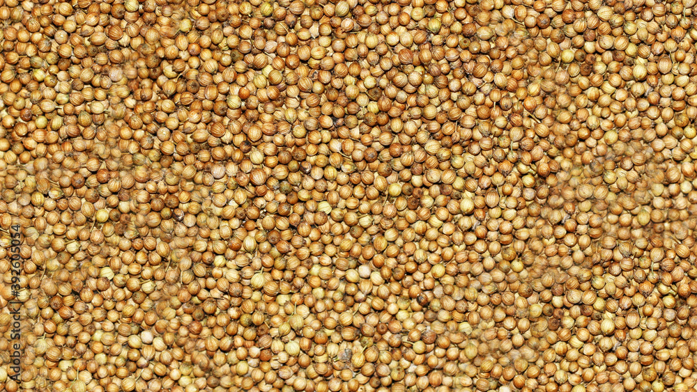 CORIENDER SEEDS