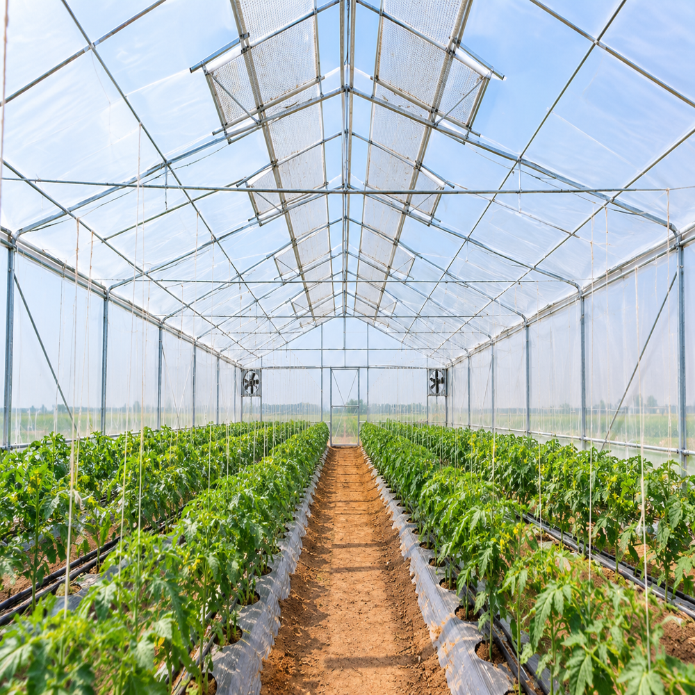 Naturally Ventilated Poly House Nvph Green House - Base Material: Ground-Secured Gi Pipe Frame