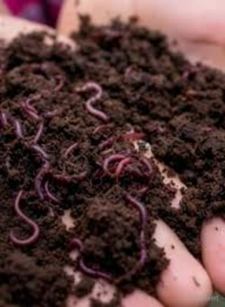 Organic Vermicompost - Purity(%): 100%