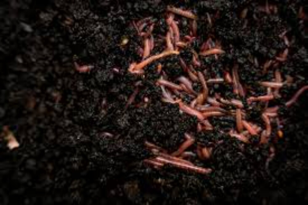 Organic Vermicompost - Purity(%): 100%