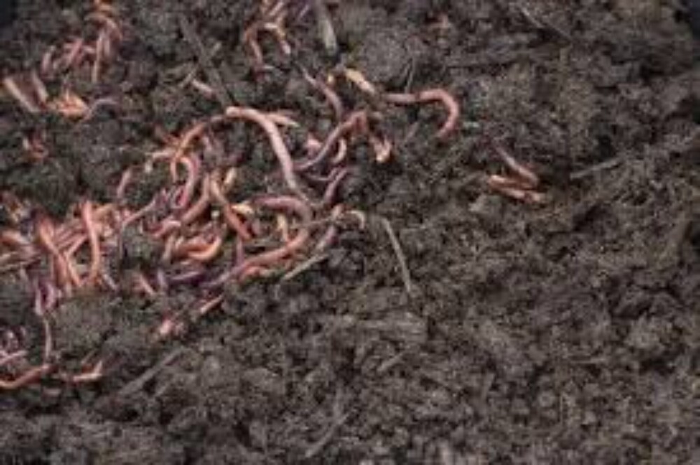 Organic Vermicompost - Purity(%): 100%