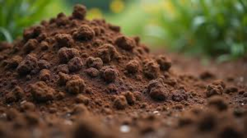 Cow Dung Manure