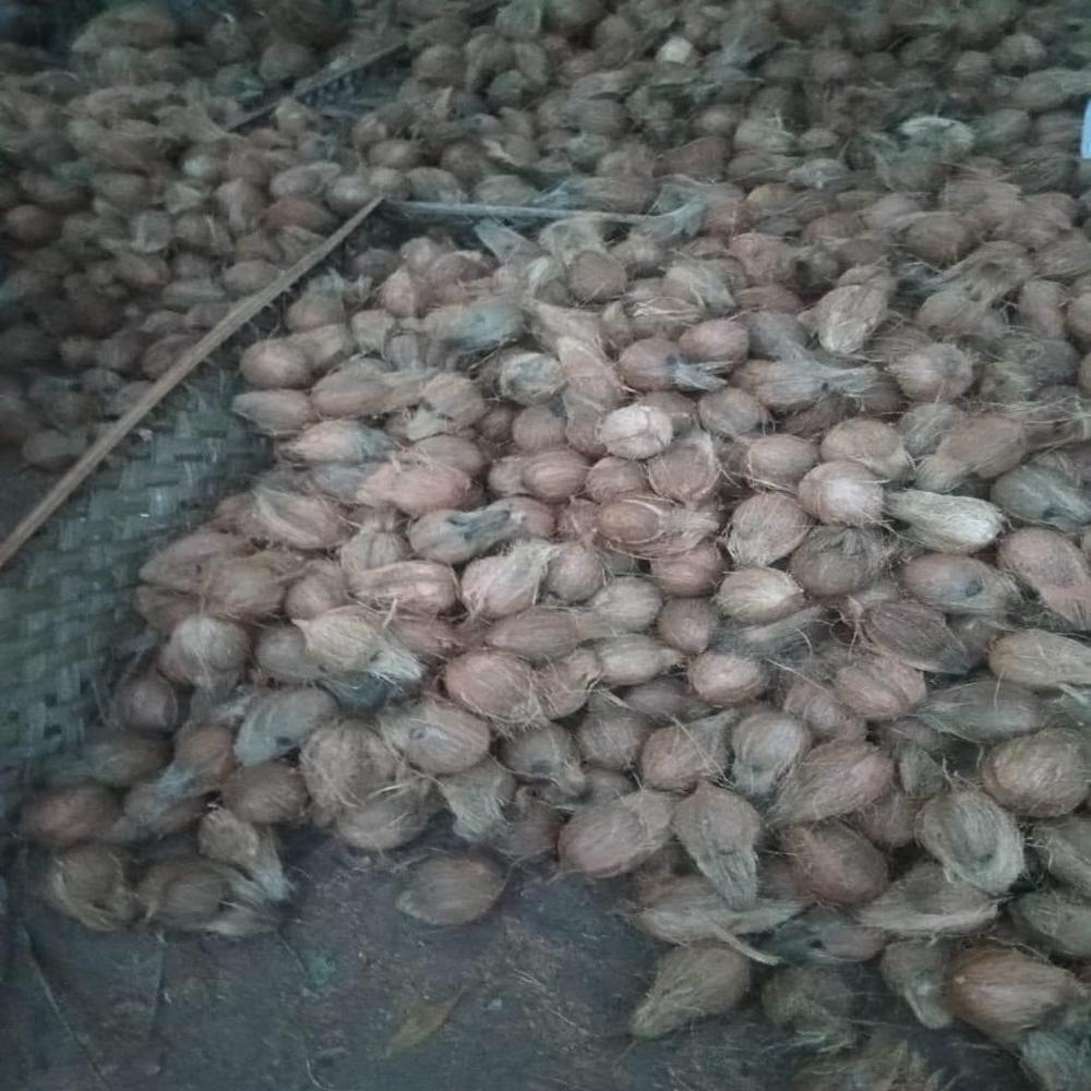 Semi husk coconut