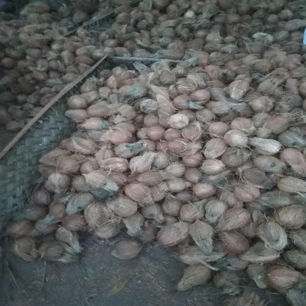 Semi husk coconut