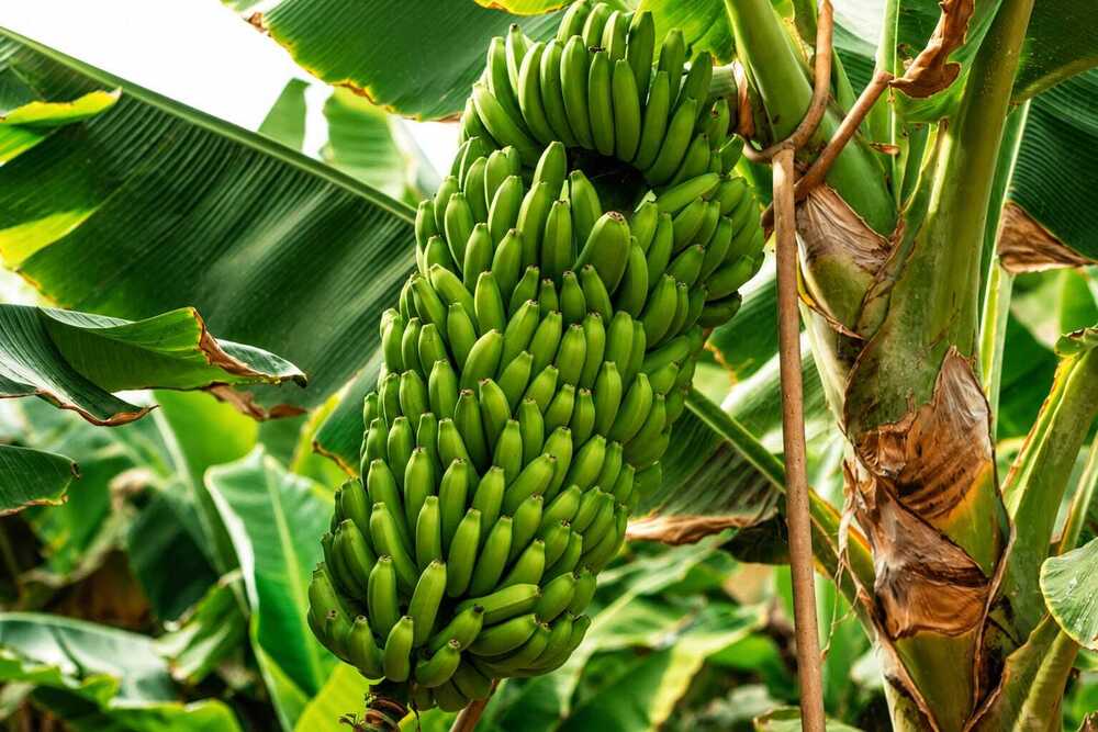 Green Banana Fruit
