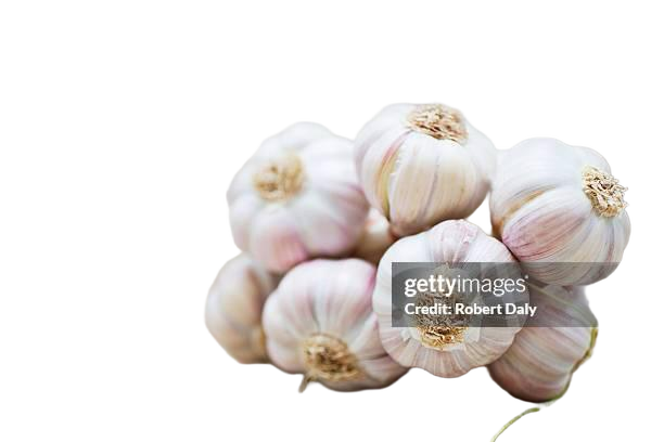 Fresh Garlic