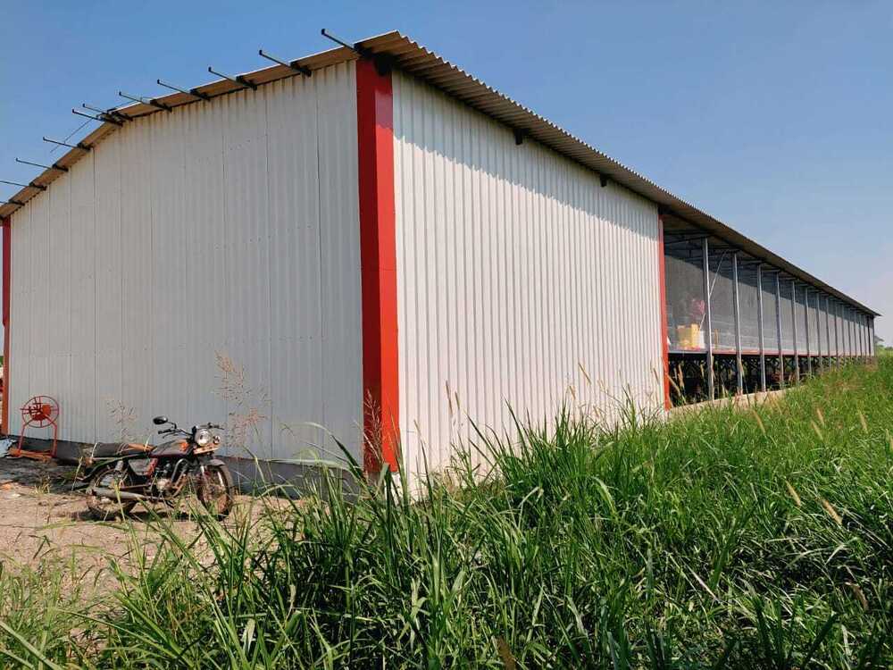 Layer Poultry Farm Shed
