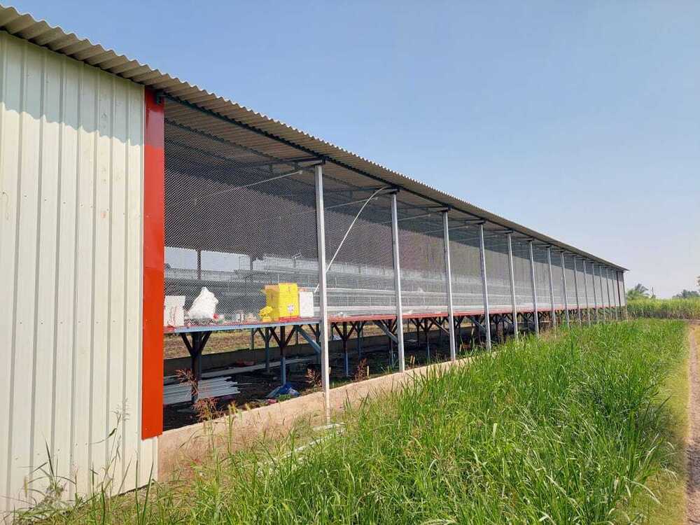 Layer Poultry Farm Shed