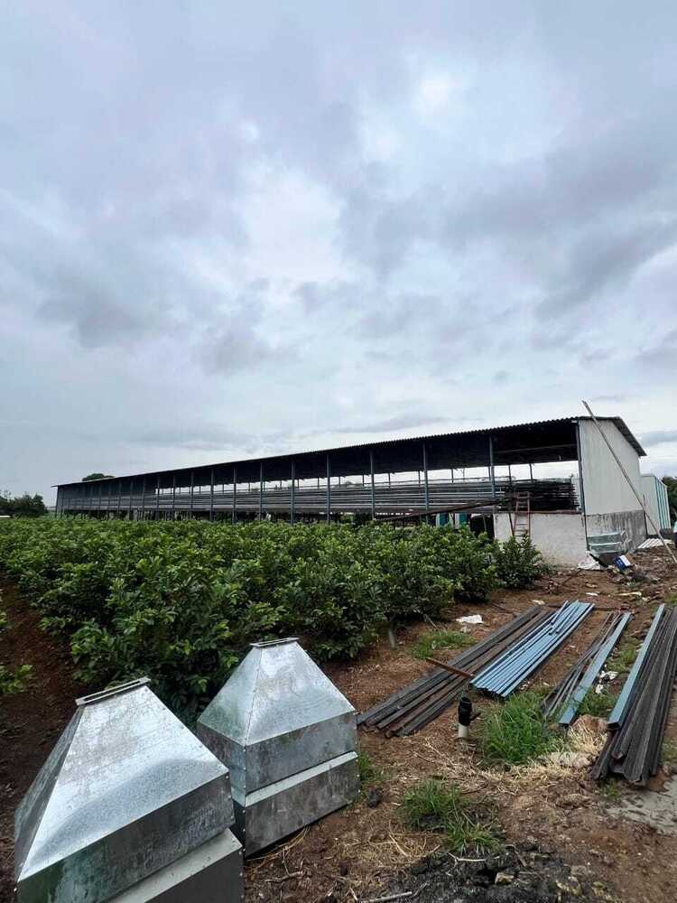 Layer Poultry Farm Shed