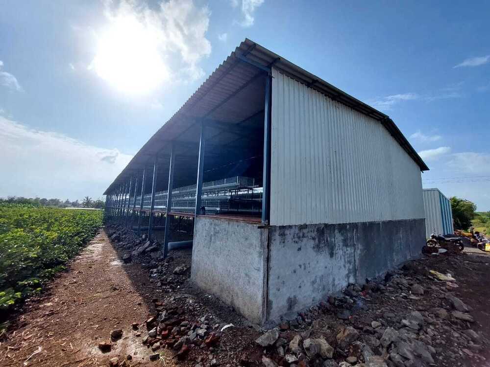 Layer Poultry Farm Shed