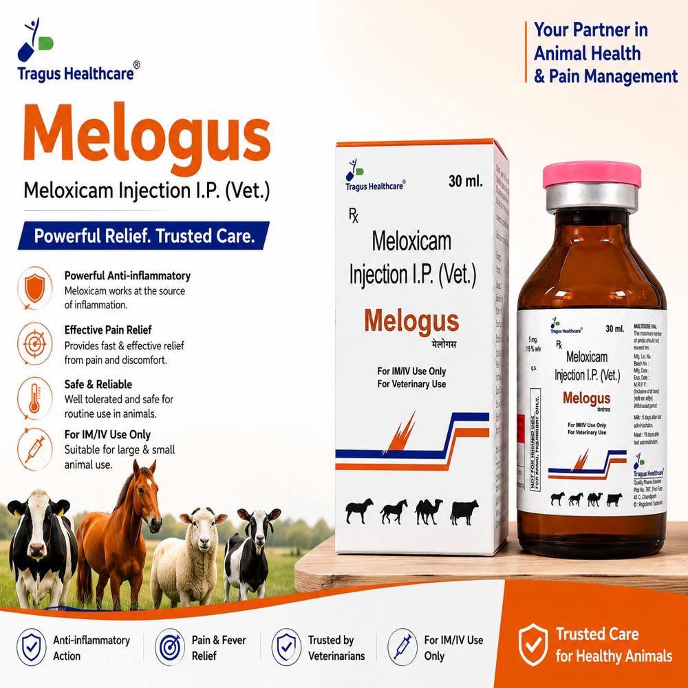 Meloxicam Injection