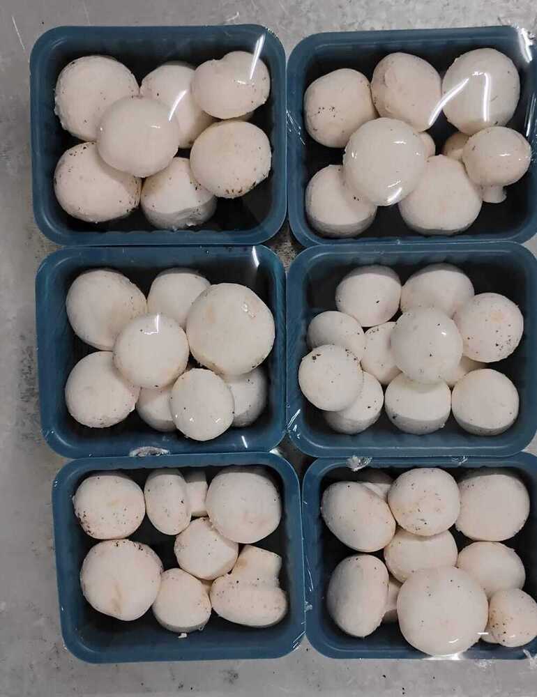 Fresh Button Mushroom