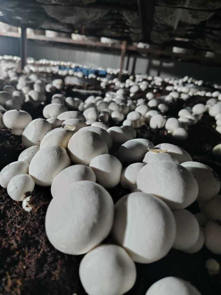 Agaricus Bisporus Mushroom