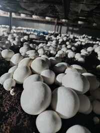 Agaricus Bisporus Mushroom