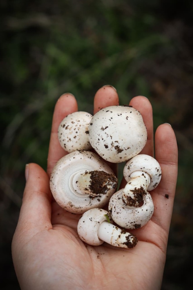 White Button Mushroom - Cultivation Type: Commonly Cultivated In Controlled Environment