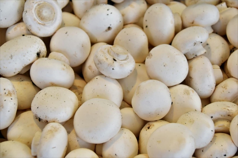 White Button Mushroom - Cultivation Type: Commonly Cultivated In Controlled Environment