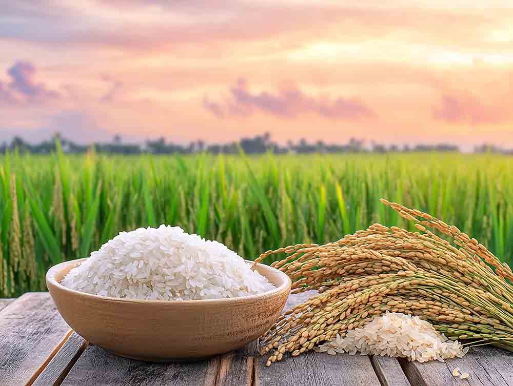 Gobindobhog Rice