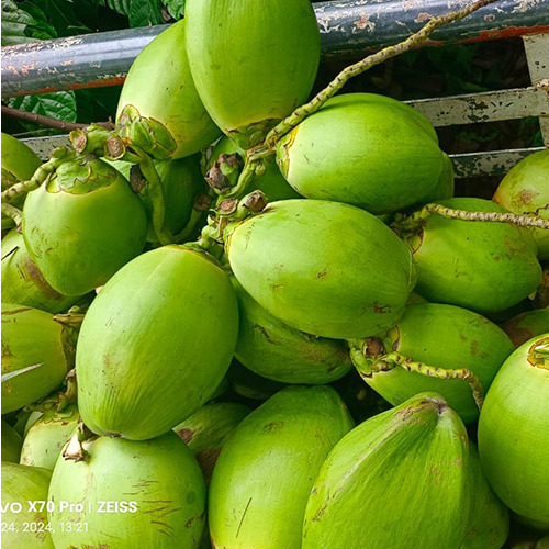 Green Coconut
