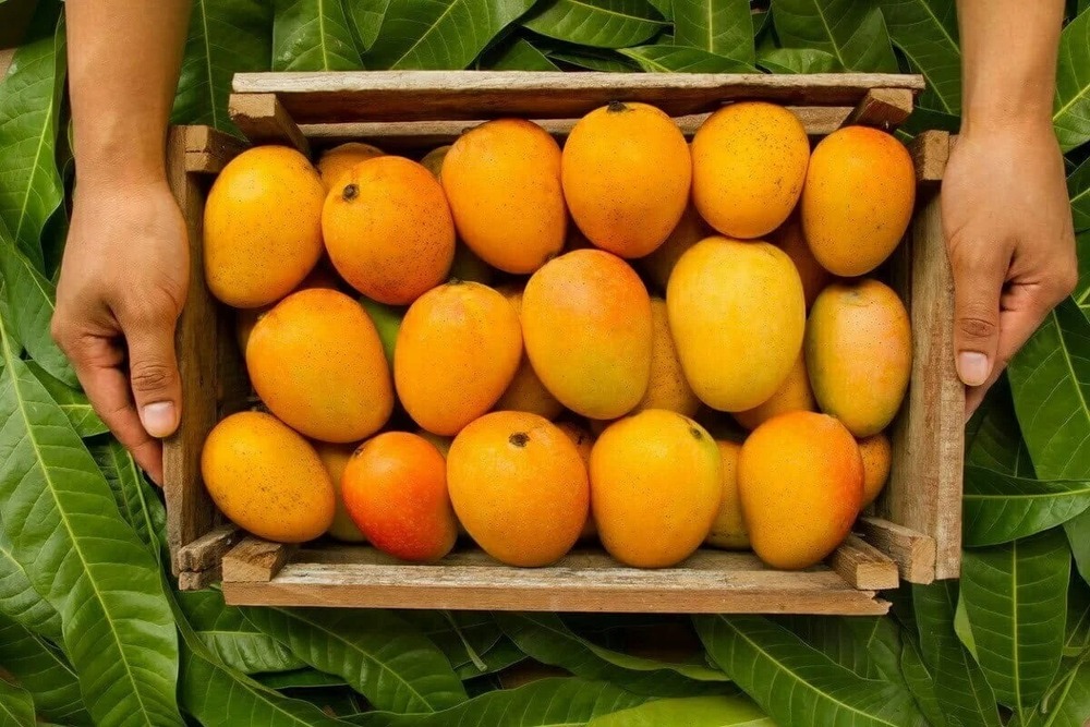 Fresh Mango