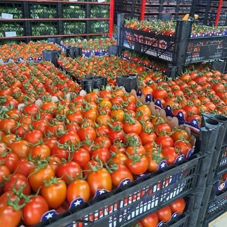 Fresh Tomato