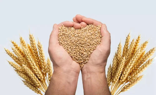 Wheat Seed
