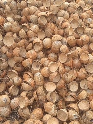 Coconut Shell - Husk Type: Whole