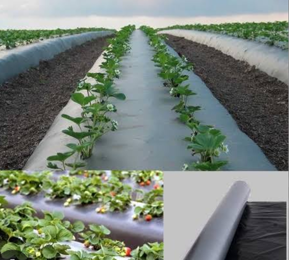 Agriculture Plastic Mulch Film