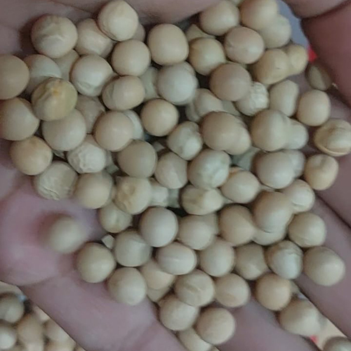 Yellow Peas