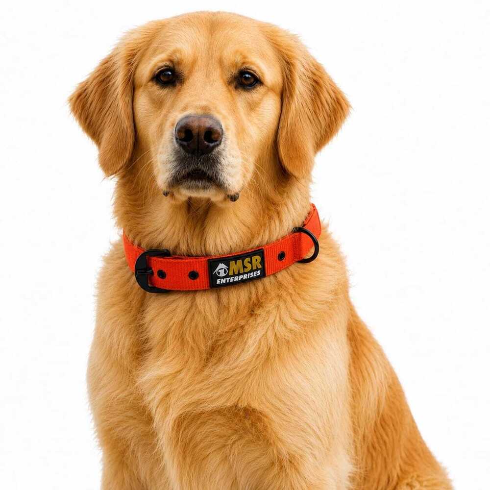 Dog Collar Padded