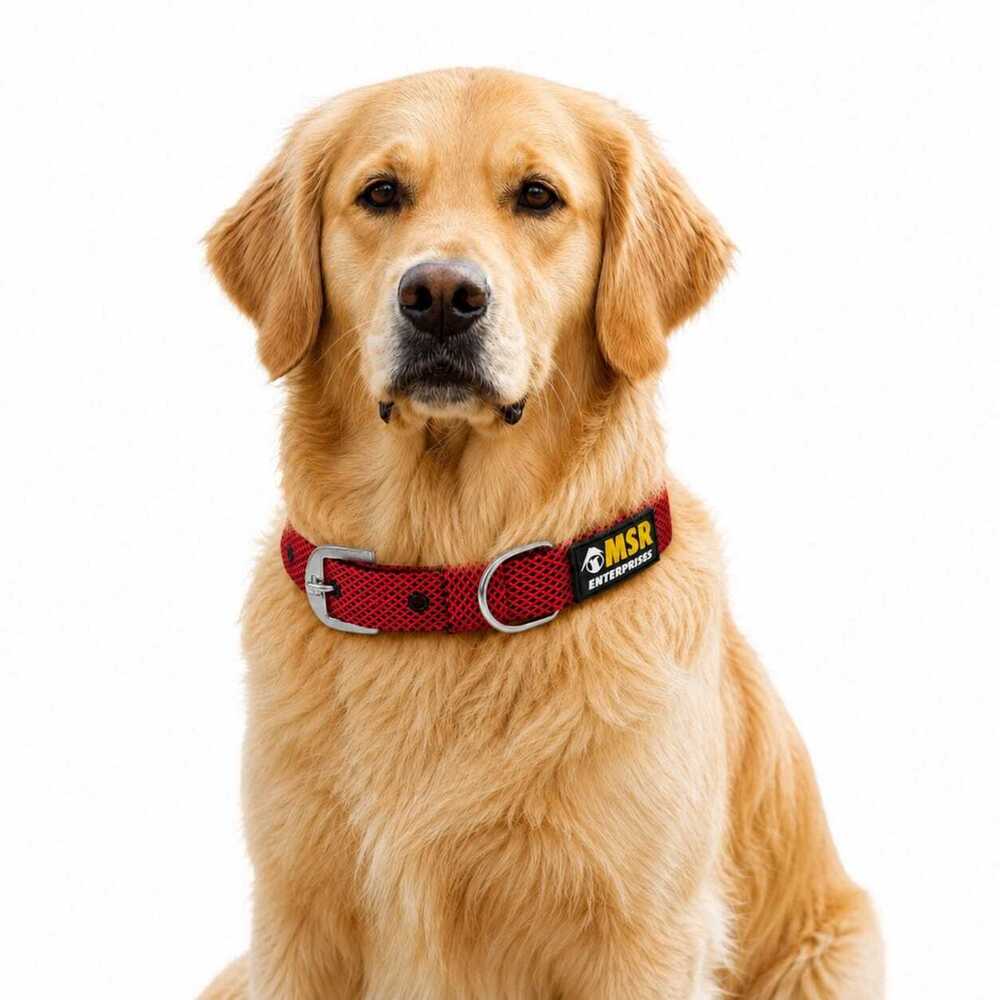 Dog Collar  Dotted