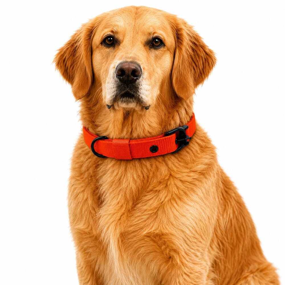 Dog Collar & Buckle