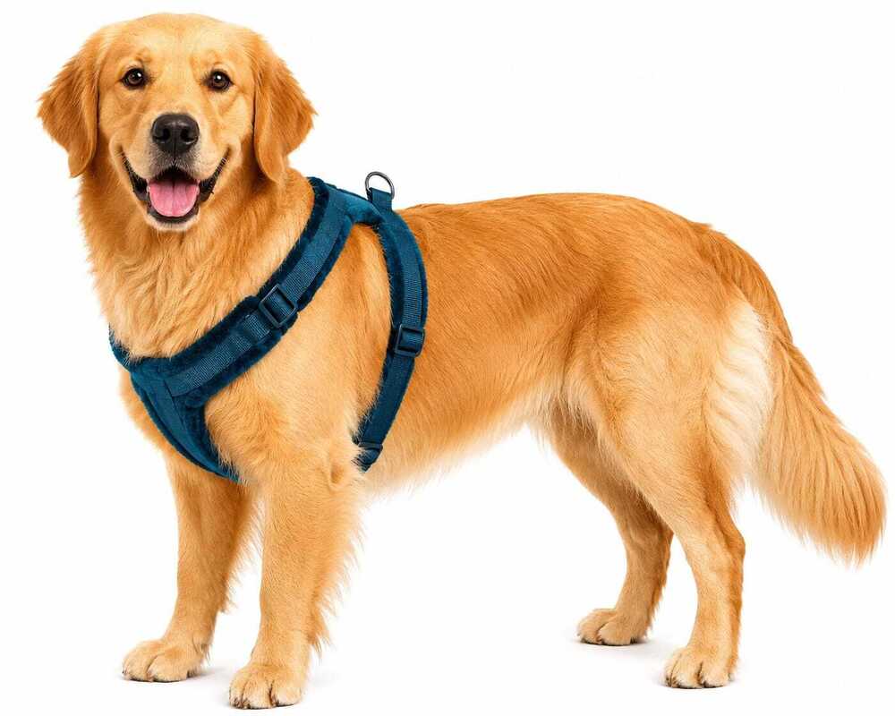 Dog Harness Fur Body Belt