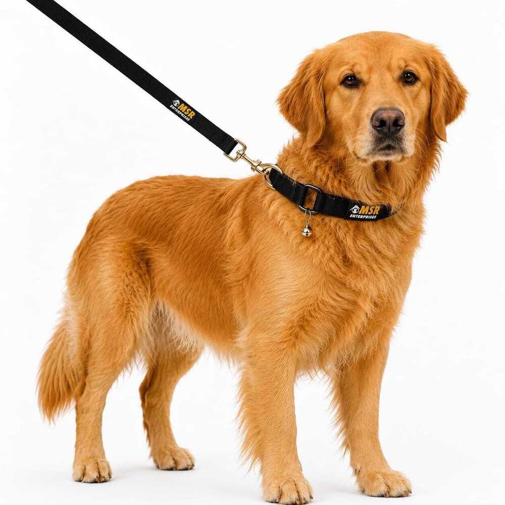 Dog Collar & Leash