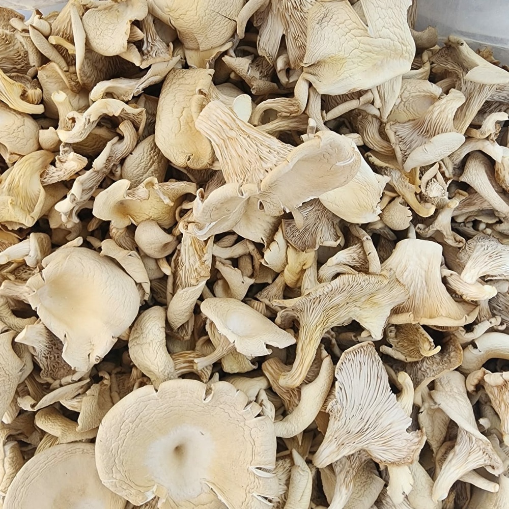 Dry Oyster Mushroom - Cultivation Type: Cultivated
