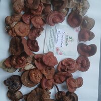 Dry Ganoderma Mushroom