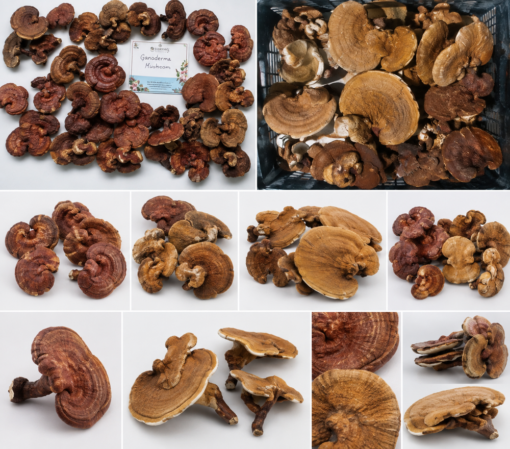Dried Ganoderma Mushroom - Color: Brown