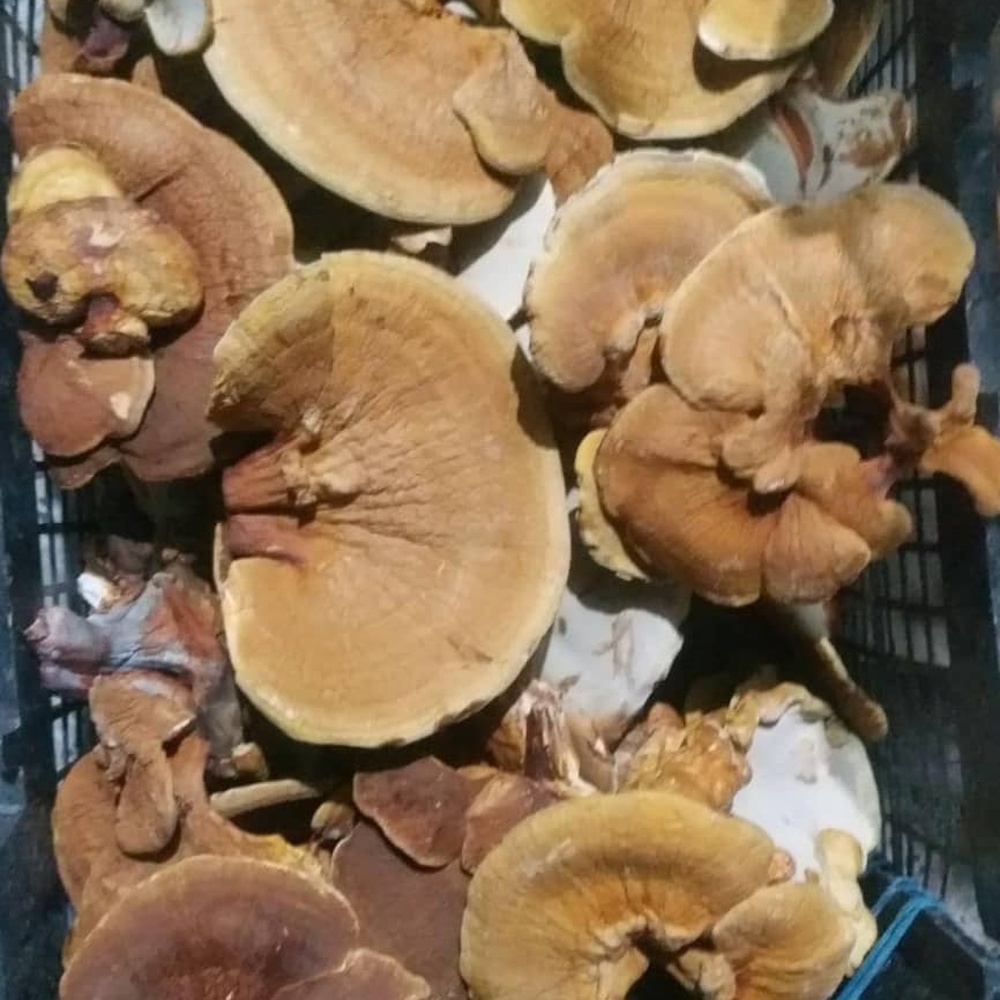 Dry Cordyceps Militaris - Cultivation Type: Cultivated