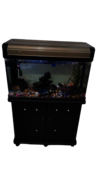 Fish Aquarium