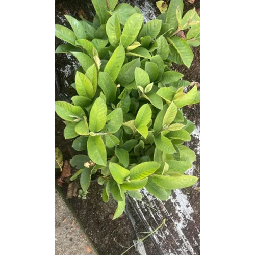 Taiwan Pink Guava Plant