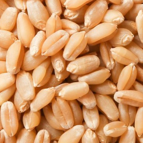 Wheat Grain