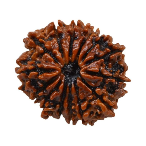 14 Mukhi Rudraksha