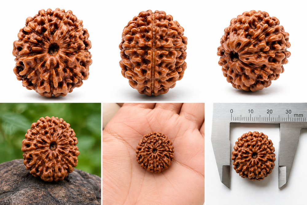 14 Mukhi Rudraksha