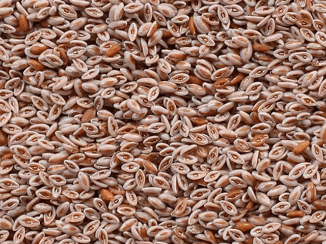Isabgol Psyllium Husk