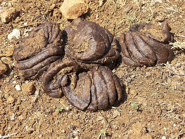 Raw Cow Dung