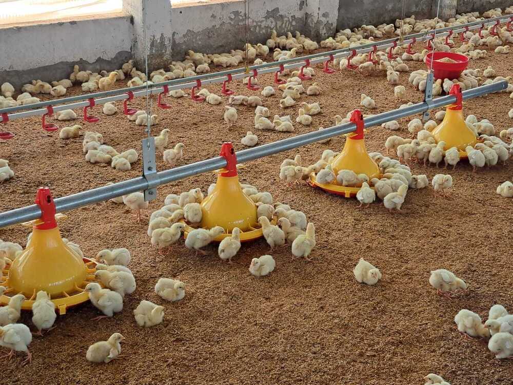 Poultry Nipple Drinking System