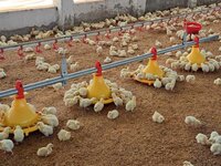 Poultry Nipple Drinking System