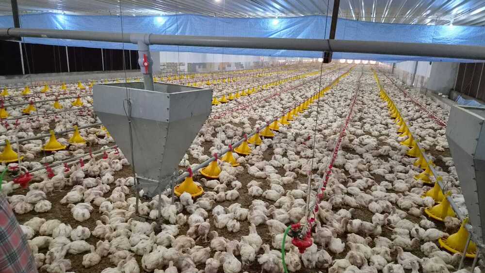 Poultry Nipple Drinking System