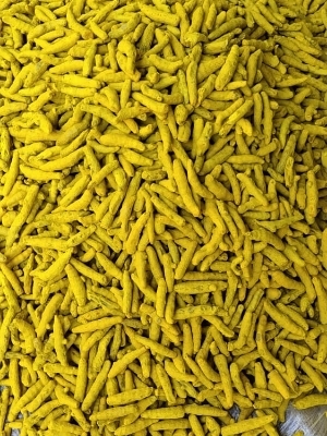 Turmeric Finger - Color: Yellow