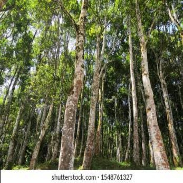 Natural Agarwood Plant